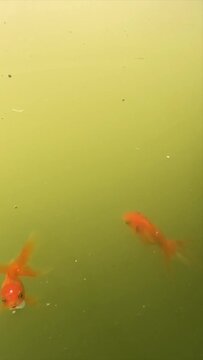 Video of pond with golfish fish and carp