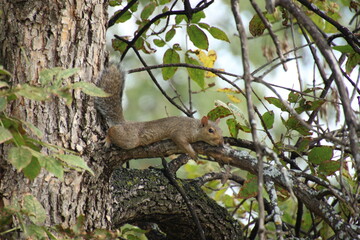 Fox squirrel lying flat on a branch trying to hide in a tree