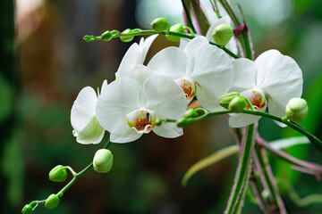 blooming white moth orchid among tropical vegetation close-up