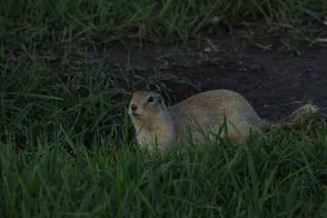 Prairie dog in the grass