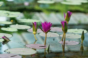 exotic purple waterlilies blooms in water close-up