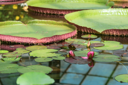 purple buds of a tropical water lily before flowering in a greenhouse pool