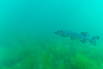 A big pike in a lake