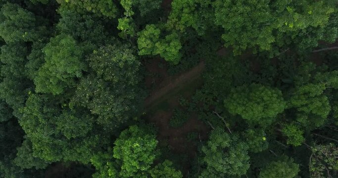 Drond: teak tree plantation in Bejen, Central Java, Indonesia from the air. Teak tree forest, green conifers, Aerial drone video recording. with beautiful nature background