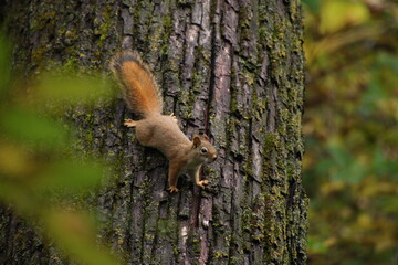Red squirrel in the woods.