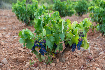 Viñas con racimos de uvas en campos de viñedos para recolectar en la vendimia y producir vino