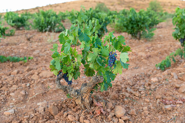 Viñas con racimos de uvas en campos de viñedos para recolectar en la vendimia y producir vino