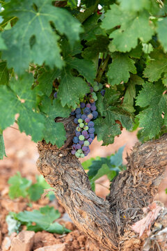Vi&ntilde;as con racimos de uvas en campos de vi&ntilde;edos para recolectar en la vendimia y producir vino