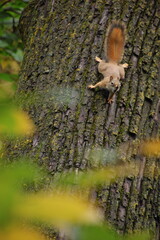 Red squirrel in the woods.