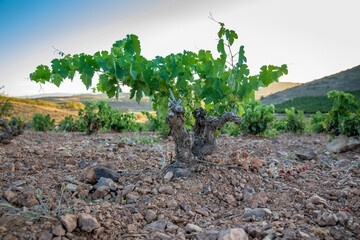 Viñas en suelo de roca con racimos de uvas en campos de viñedos para recolectar en la vendimia y...