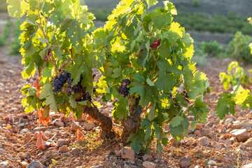 Viñas con racimos de uvas en campos de viñedos para recolectar en la vendimia y producir vino