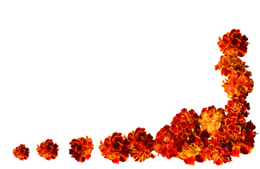 A set of flowers. beautiful marigold flowers isolated on white background Indian flowers for traditional functions pongal, diwali, marriage, ayudha pooja