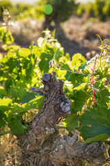 Viñas con racimos de uvas en campos de viñedos para recolectar en la vendimia y producir vino