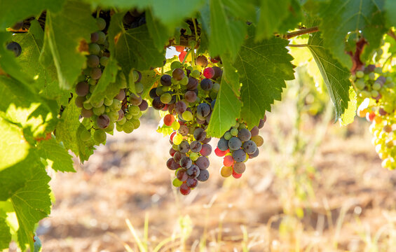 Vi&ntilde;as con racimos de uvas en campos de vi&ntilde;edos para recolectar en la vendimia y producir vino