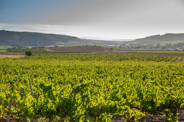 Paisaje de viñas con racimos de uvas en campos de viñedos para recolectar en la vendimia y...