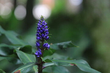 Fototapeta premium Beautiful Purple Blue Flower in a Public Park Background Photograph