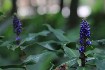 Beautiful Purple Blue Flower in a Public Park Background Photograph