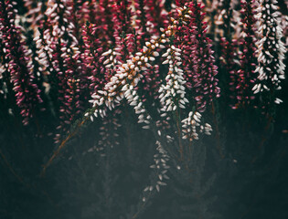 small garden flowers,extras for the background,decor for private areas and homes,rich color