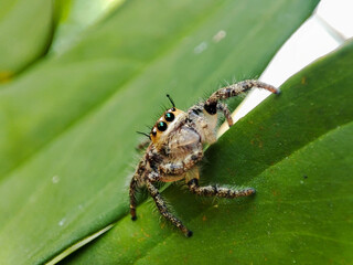jumping Spider crawling in the grass