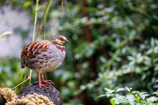 Collared or white necklaced partridge, Arborophila gingica, perched on a tree stump. Endemic to Asia, the Himalayas to North Vietnam and near threatened in the wild.