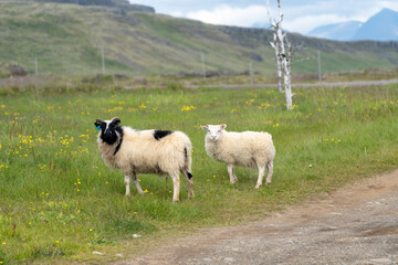 Obraz premium Adorable farm sheep, looking at camera, in Iceland, near the Ring Road