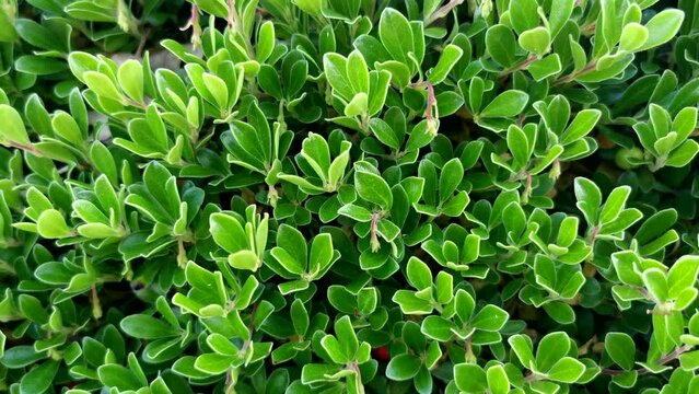 Panor&aacute;mica en detalle de la planta de Gayuba Uva Ursi, con sus hojas verdes
