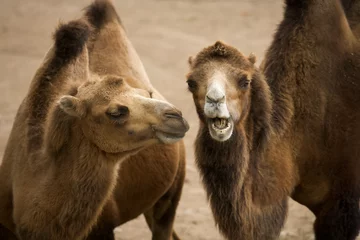 Deurstickers camel in the zoo © talavietis