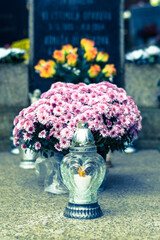 All Saints day, pink chrysanthemum flowers - 652443895
