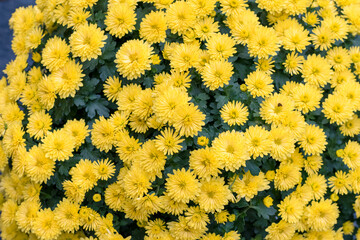 yellow chrysanthemum flowers background