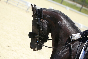  Equestrian sports background. Horse close up during dressage competition with unknown rider
