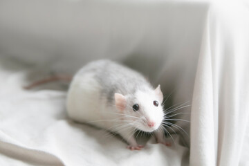 pet running on the sofa of a house. Rescued white rat. Free of viral diseases. Cared for at home. Horizontal photo indoors with natural light from a window.