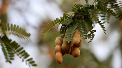 curaca, bahia, brazil - september 17, 2023: Tamarine fruit seen on a farm in the rural area of the municipality of Curaca, backlands of Bahia.