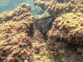 Underwater snorkeling in Cabo de Palos Cartagena Murcia Spain