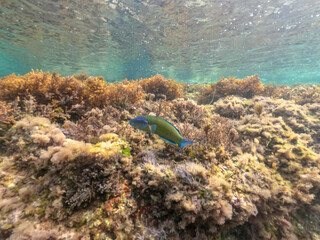 Underwater snorkeling in Cabo de Palos Cartagena Murcia Spain