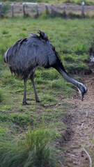 curaca, bahia, brazil - september 17, 2023: ostrich bird - Struthio camelus - seen on a farm in the rural area of the municipality of Curaca, backlands of Bahia.