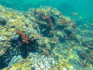 Fototapeta na wymiar Underwater Mediterranean sea in Les Rotes beach marine reserve Denia Alicante Spain