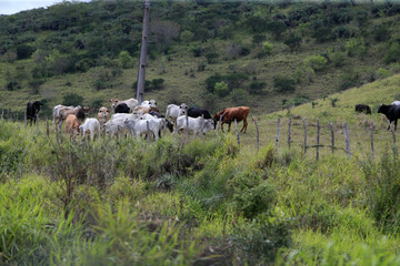 feira de santana, bahia, brazil - september 4, 2022: cattle raising in an area of the caatinga biome in northeastern Brazil.