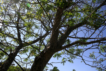 ituacu, bahia, brazil - august 24, 2023: leafless tree typical of the nerdest region of Brazil.