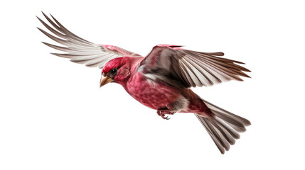 Purple Finch in-flight side view in a Nature-themed, photorealistic illustration in a transparent PNG, cutout, and isolated. Generative ai