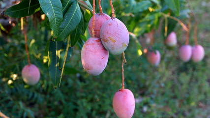 curuca, bahia, brazil - september 18, 2023: mango plantation on a farm in the Sao Francisco River...