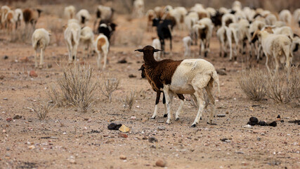 curaca, bahia, brazil - september 18, 2023: sheep farming in a dry region of northeastern Brazil.