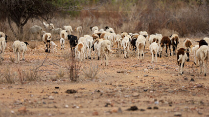 Fototapeta na wymiar curaca, bahia, brazil - september 18, 2023: sheep farming in a dry region of northeastern Brazil.