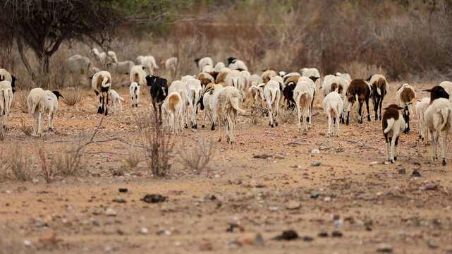 curaca, bahia, brazil - september 18, 2023: sheep farming in a dry region of northeastern Brazil.