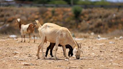 curaca, bahia, brazil - september 18, 2023: goat farming in a dry region of northeastern Brazil.