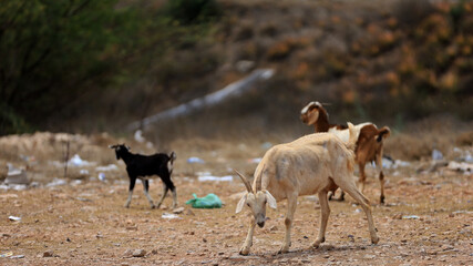 curaca, bahia, brazil - september 18, 2023: goat farming in a dry region of northeastern Brazil.