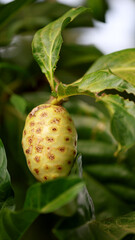 curaca, bahia, brazil - september 18, 2023: Noni fruit - Morinda citrifolia - on a farm in rural Bahia.