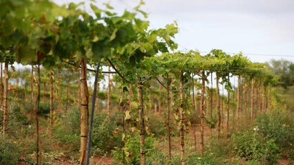 Fototapeta na wymiar curaca, bahia, brazil - september 18, 2023: grape plantation on a farm in the Sao Francisco River valley in Bahia.