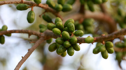 curaca, bahia, brazil - september 18, 2023: crab fruit - Spondias purpurea - seen on a farm in rural Bahia.
