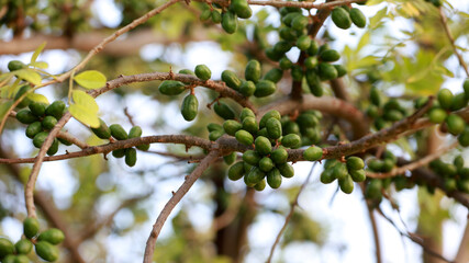 curaca, bahia, brazil - september 18, 2023: crab fruit - Spondias purpurea - seen on a farm in rural Bahia.