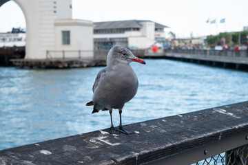Gray seagull resting in a fence at Pier 39 in San Francisco, California, USA